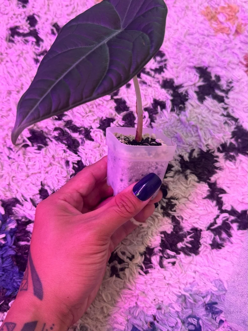 Alocasia Maharani